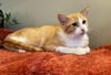 adoptable Cat in  named Blayne