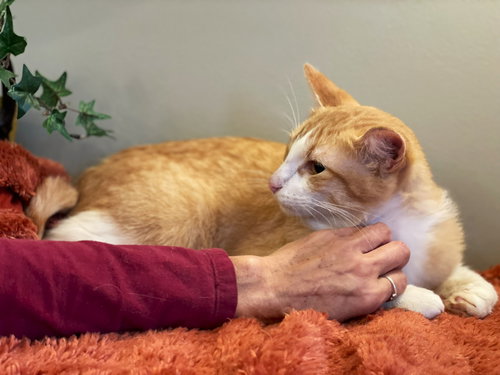 BLAYNE - Tabby / Domestic Short Hair available for adoption