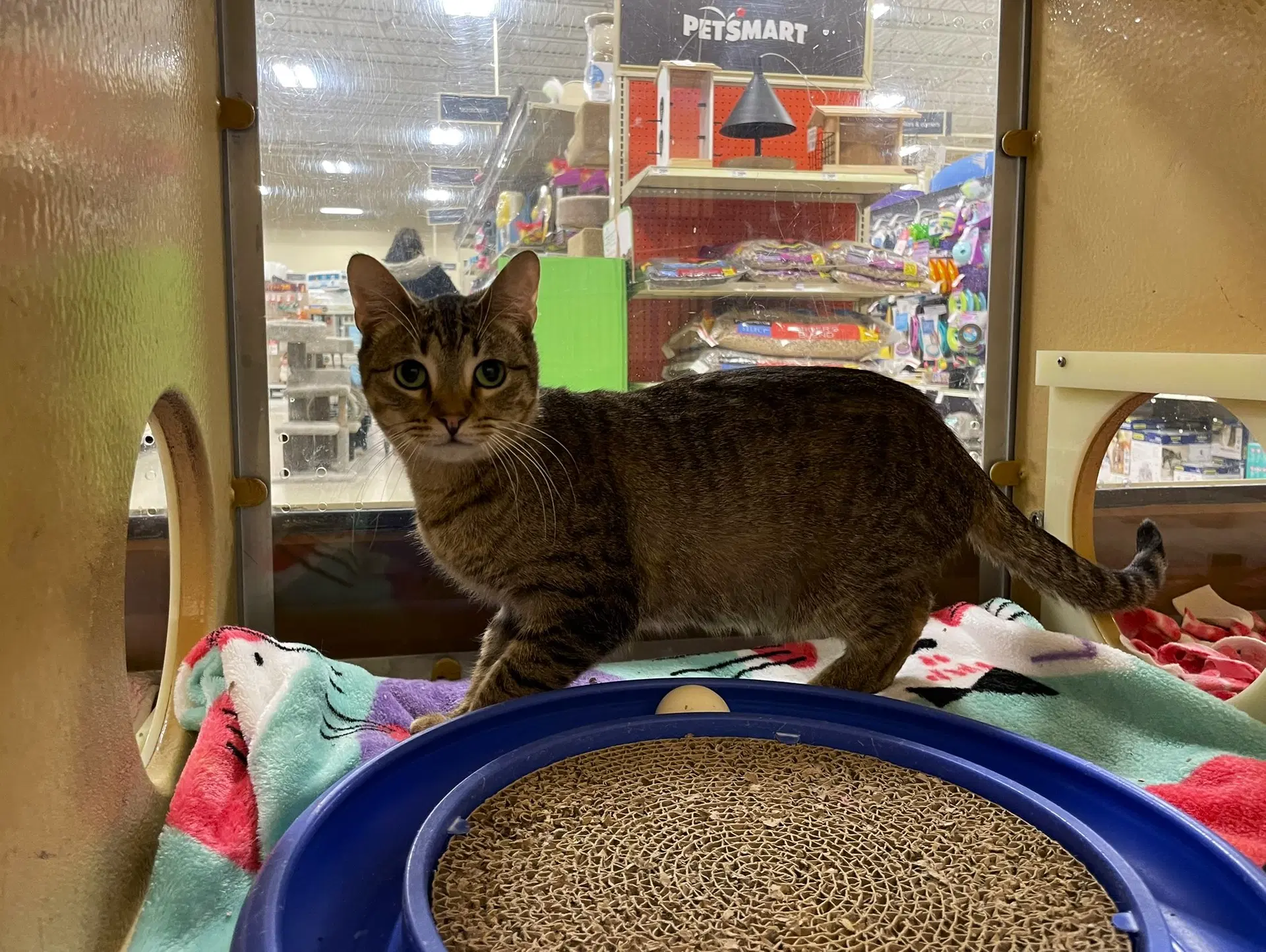 Myra - Tabby