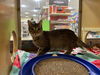 adoptable Cat in  named Myra