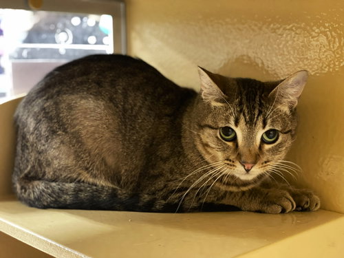 MYRA - Tabby / Domestic Short Hair available for adoption