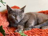 adoptable Cat in , MI named Tilly