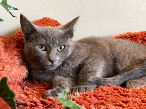 picture of the cat needing adoption