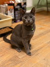 Tilly - Photo 4