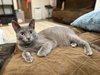 Tilly - Photo 2