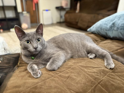 TILLY - Domestic Short Hair available for adoption
