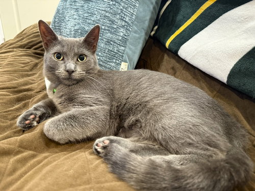Tilly, an adoptable Domestic Short Hair in Taylor, MI