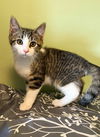 adoptable Cat in  named Melshi