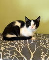 adoptable Cat in , MI named Syril