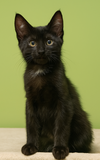 adoptable Cat in , MI named Kino