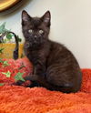 adoptable Cat in  named Cleveland