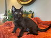 adoptable Cat in  named Meg