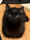 adoptable Cat in  named Maarva