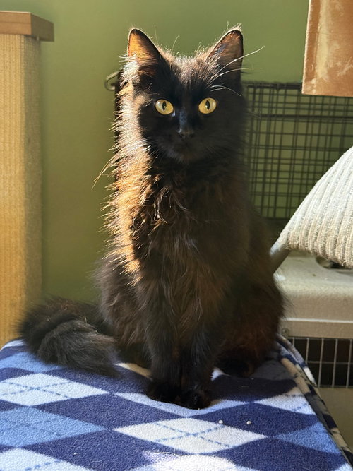 MAARVA - Domestic Long Hair available for adoption