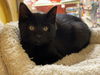 adoptable Cat in  named JJ