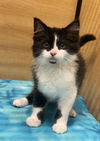 adoptable Cat in  named Zeek
