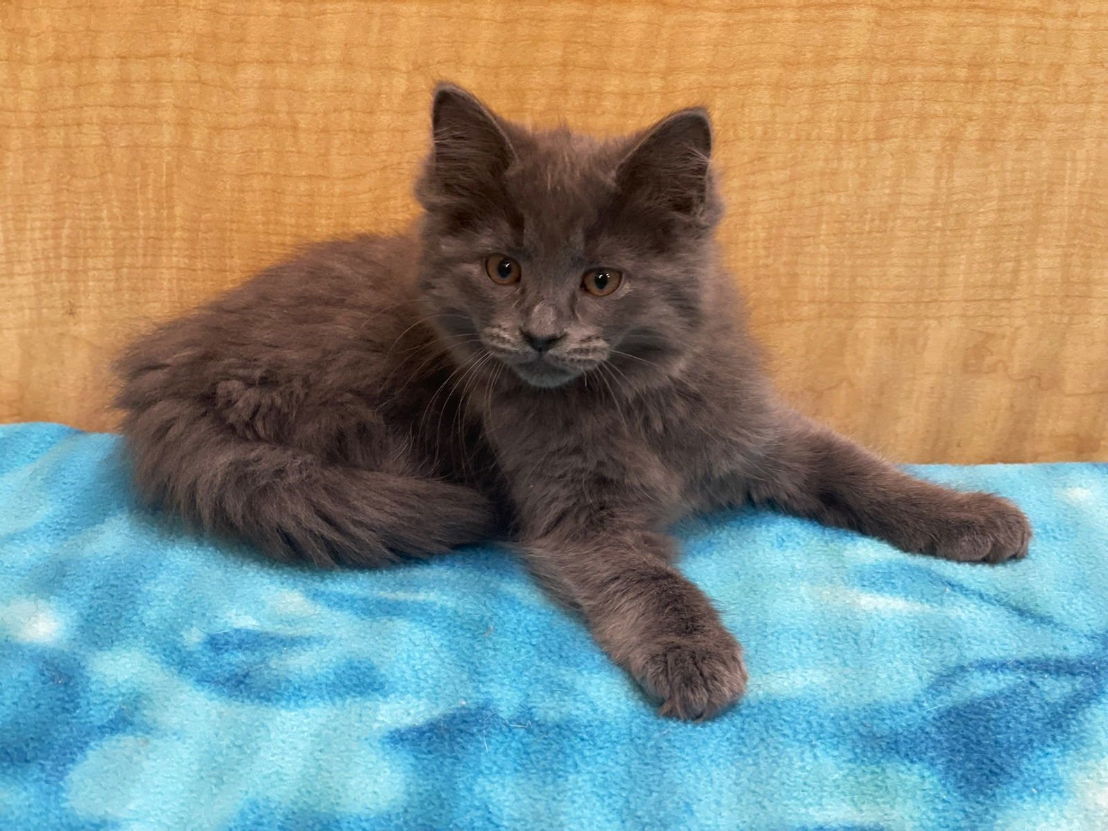 adoptable Cat in Taylor, MI named GG
