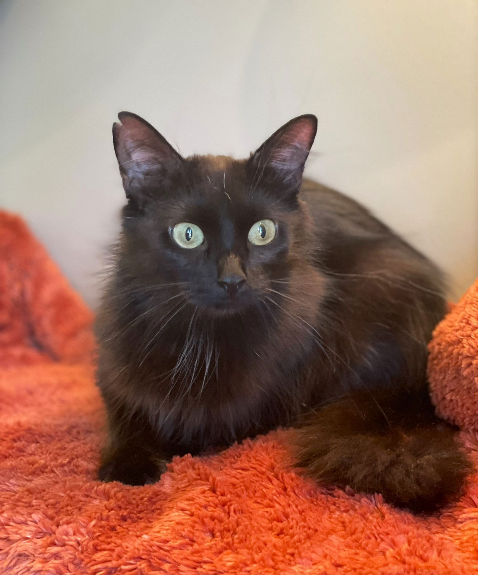 adoptable Cat in Taylor, MI named Muffin