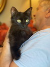 Muffin - Photo 2