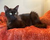 Muffin - Photo 3