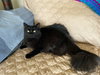 Muffin - Photo 3