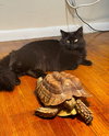 Muffin - Photo 4