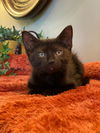 adoptable Cat in , MI named Pip