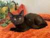 Pip - Photo 2