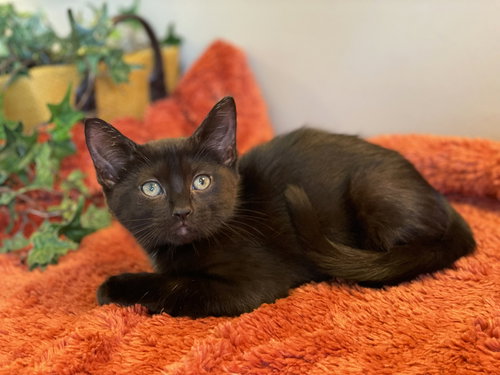 PIP - Domestic Short Hair available for adoption
