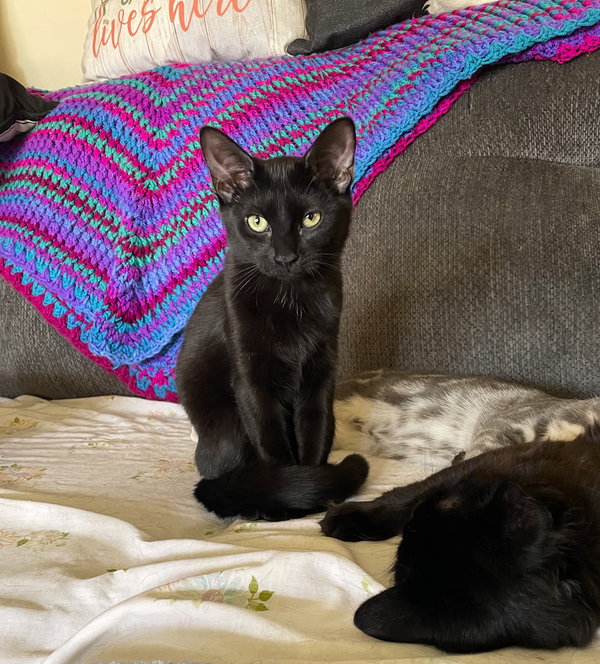 Pip