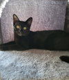 Pip - Photo 2