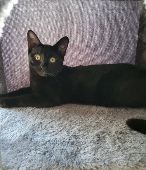 PIP - Domestic Short Hair available for adoption