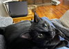 Pip - Photo 4