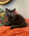 adoptable Cat in  named Bailey