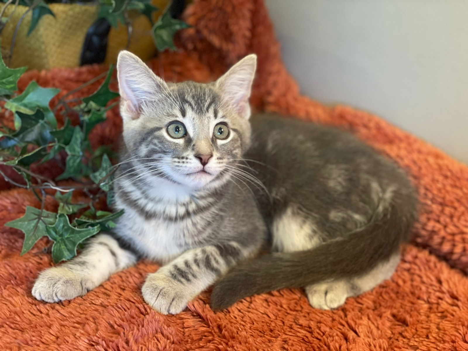 adoptable Cat in Taylor, MI named Gray
