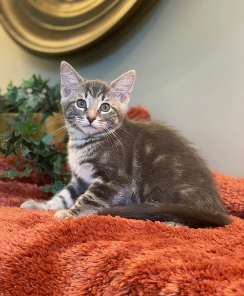 GRAY - Tabby / Domestic Short Hair available for adoption