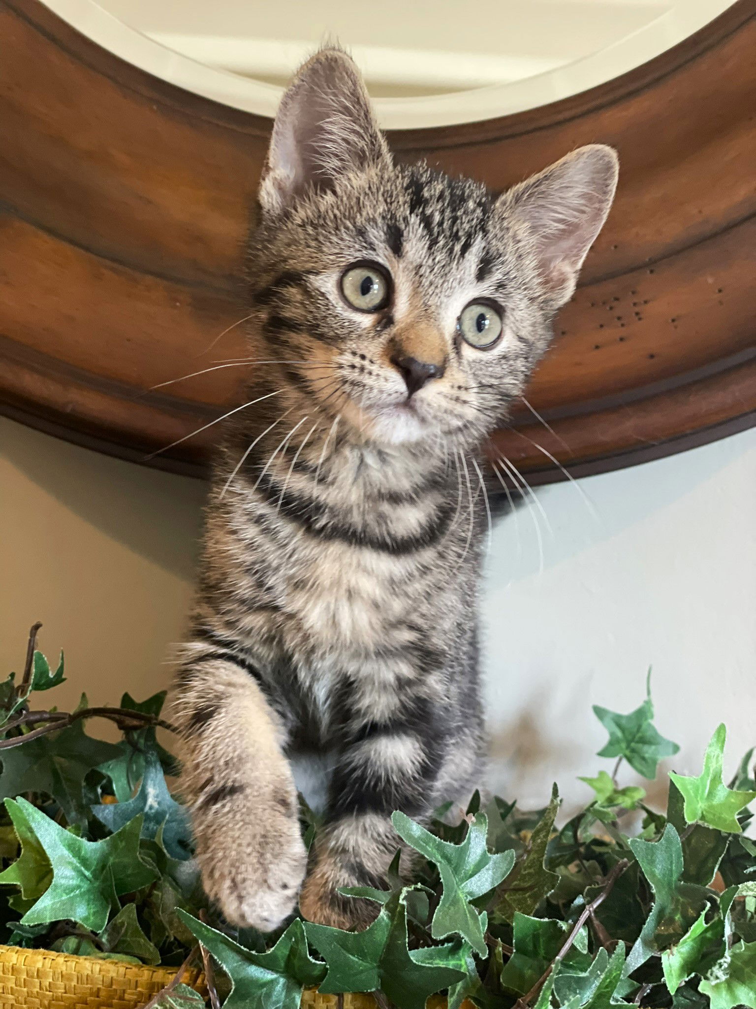 adoptable Cat in Taylor, MI named Stewie