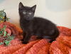 adoptable Cat in , MI named Yasmin