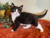 adoptable Cat in  named Zeus