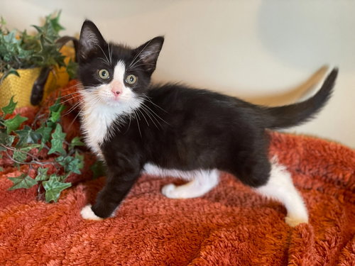 ZEUS - Tuxedo / Domestic Medium Hair available for adoption