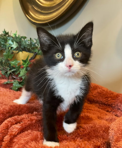 ZEUS - Tuxedo / Domestic Medium Hair available for adoption