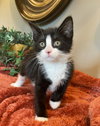 Zeus - Photo 4