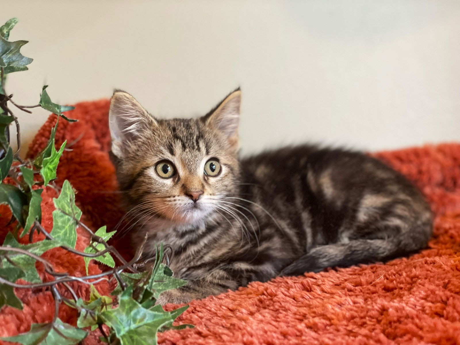 adoptable Cat in Taylor, MI named Wendy