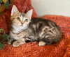 adoptable Cat in , MI named Xandra