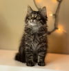 adoptable Cat in , MI named Monkey