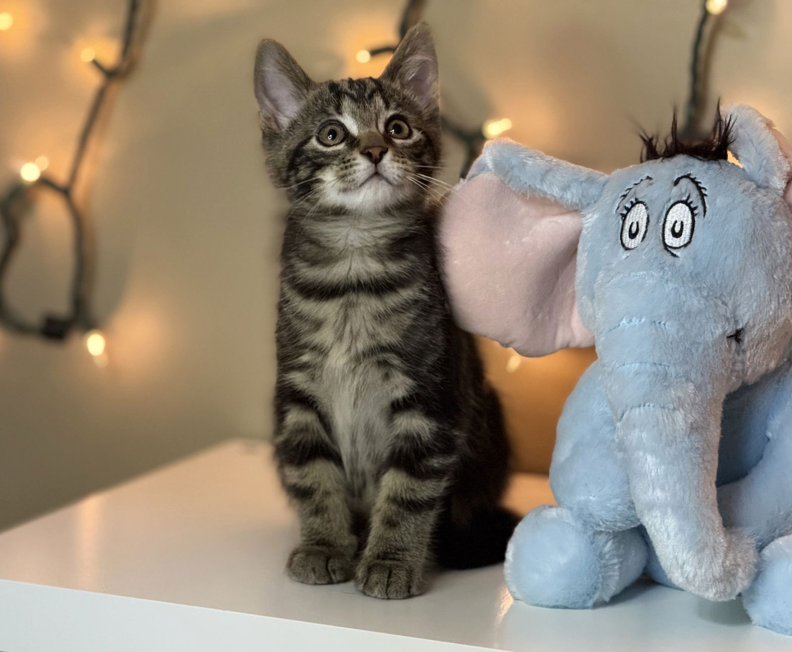 adoptable Cat in Taylor, MI named Mordecai