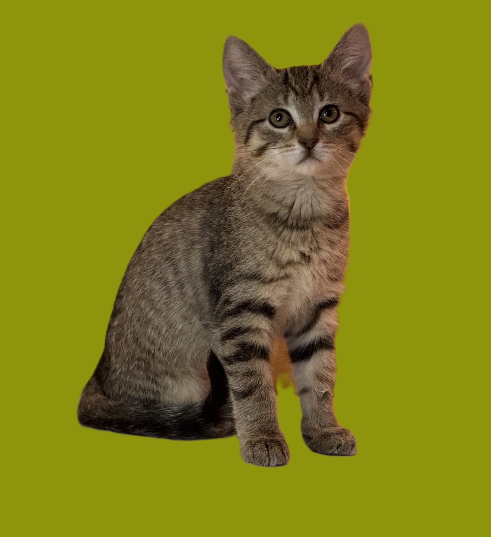 adoptable Cat in Taylor, MI named Libby