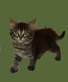 adoptable Cat in  named Bonnie