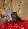 adoptable Cat in  named Clyde