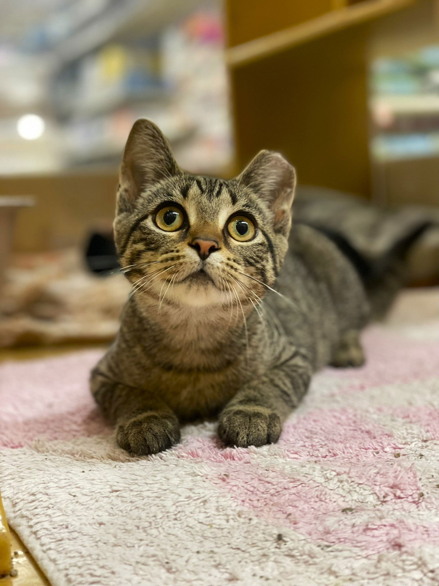 adoptable Cat in Taylor, MI named Henrietta